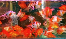 Ryukin goldfish